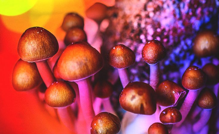 How to make the most out of your mushroom retreat experience?